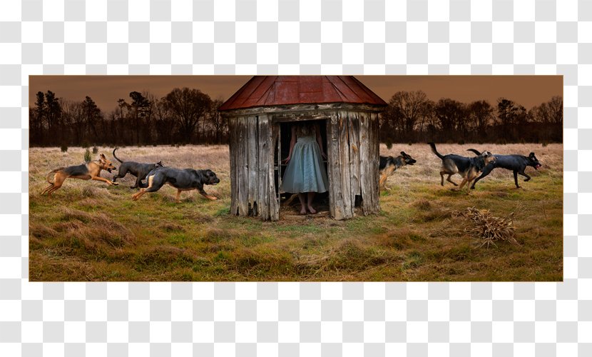 Entropic Kingdom Cattle Photography Artsy Pastoralism - House - Thomas Chambers Transparent PNG