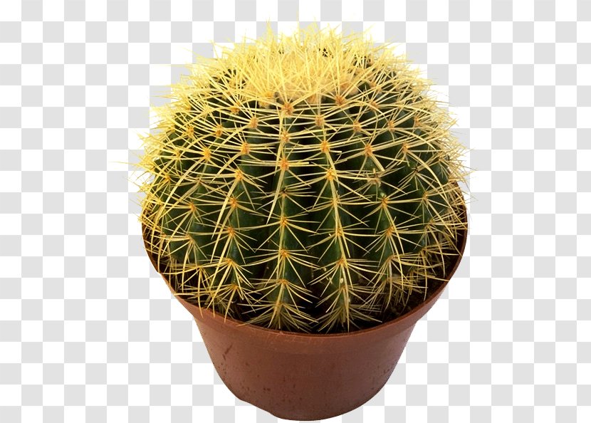 San Pedro Cactus Flowerpot Houseplant Cactaceae - Tree - Cartoon Transparent PNG