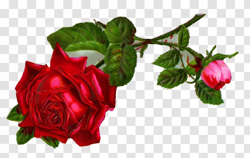 Rose Desktop Wallpaper Flower Clip Art - Garden Roses Transparent PNG