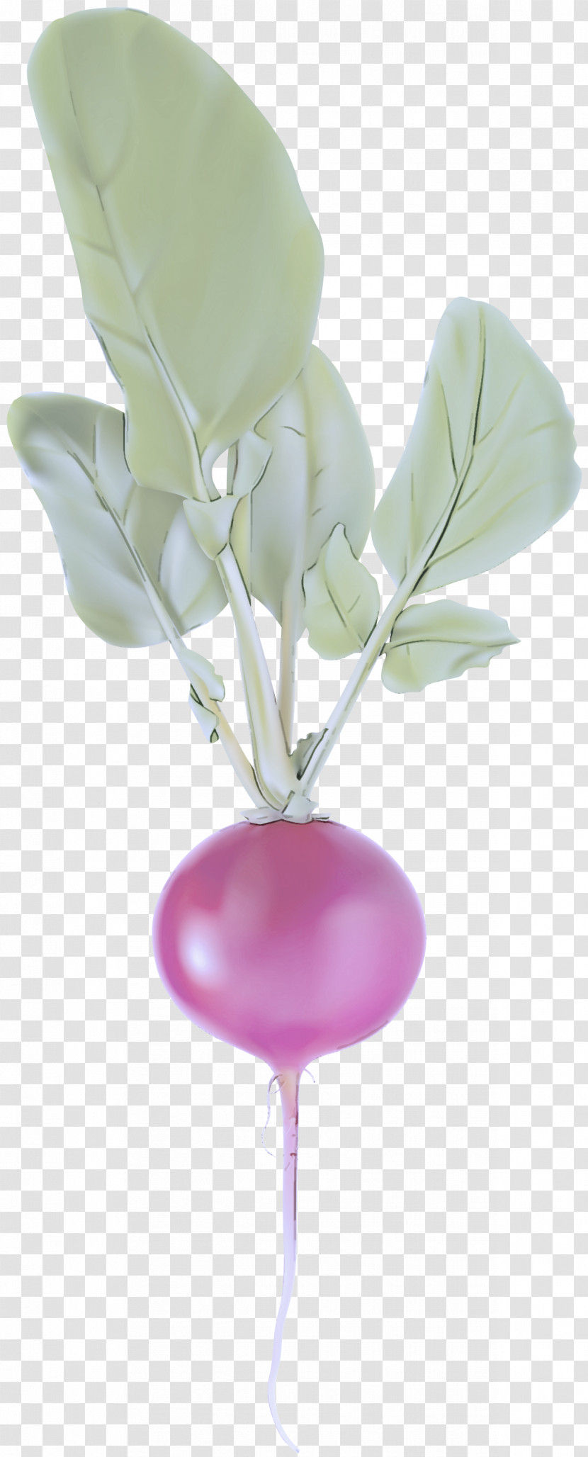 Pink Balloon Flower Plant Tulip Transparent PNG