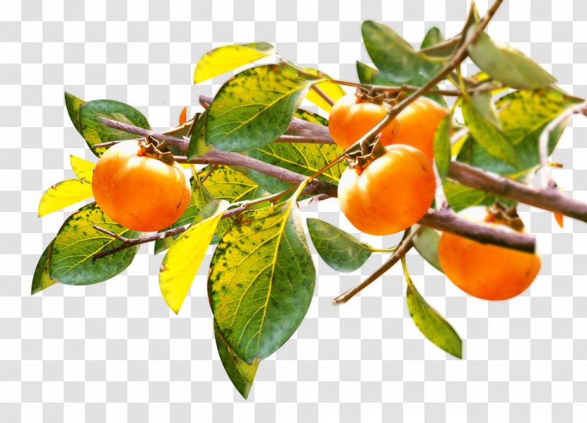 Download Template - Branch - Persimmon Tree Ornament Transparent PNG