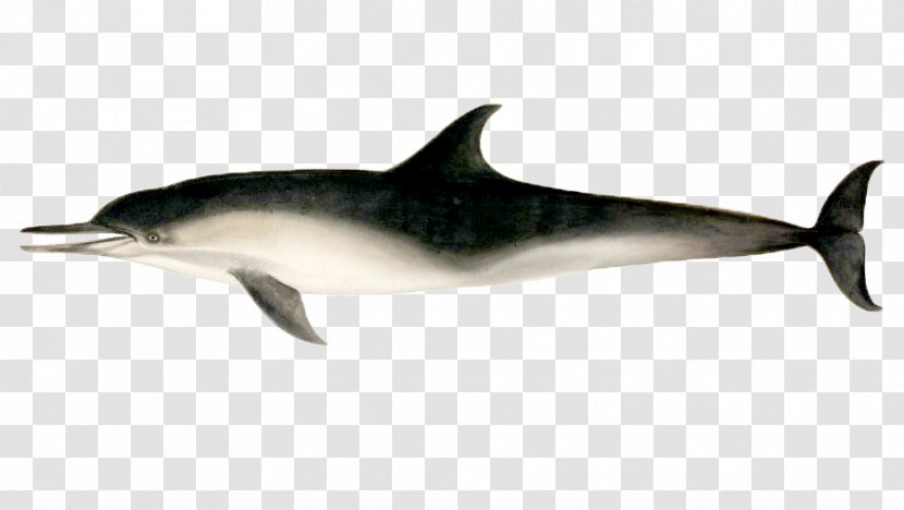 Short-beaked Common Dolphin Stenella Rough-toothed Tucuxi White-beaked - Rough Toothed - Hand-painted Transparent PNG