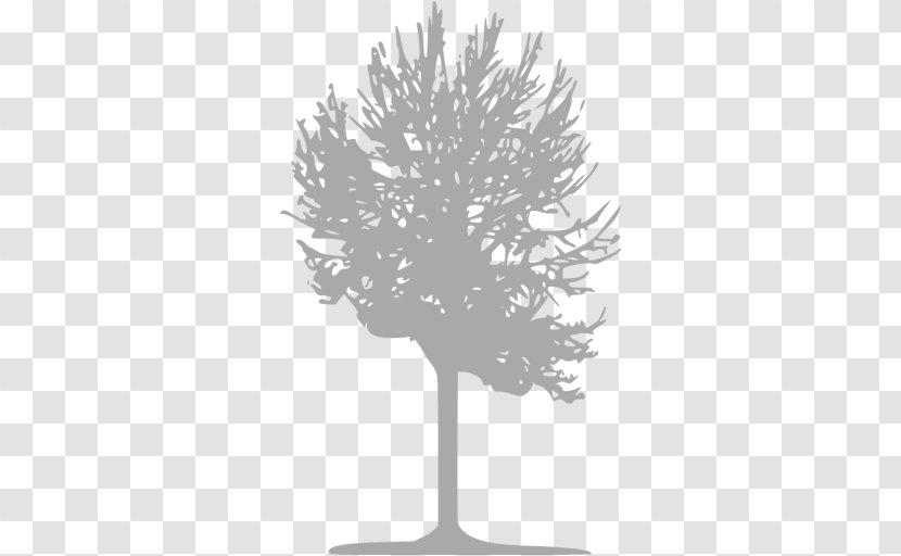 Tree Twig Silver Birch Deciduous - Pine Family Transparent PNG