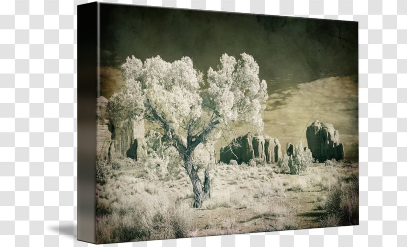 Painting Picture Frames Tree Winter - Flower - Monument Valley Transparent PNG