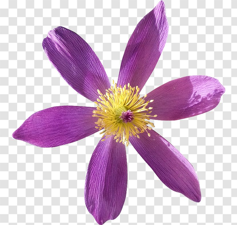Royalty-free Photography Flower Dots Per Inch - Flowering Plant - Anemone Transparent PNG