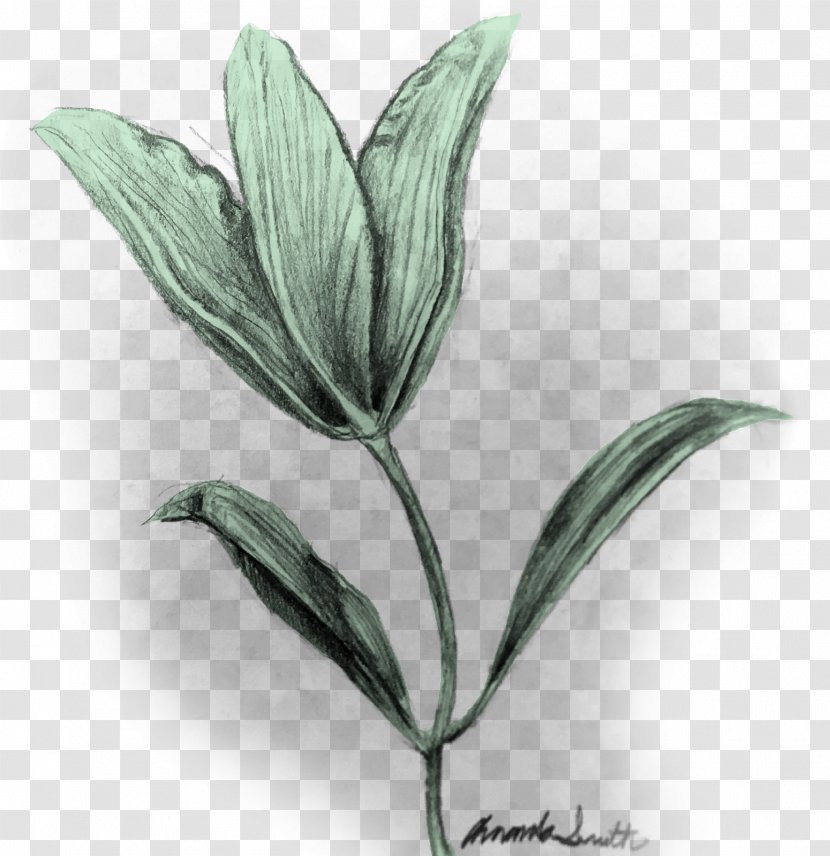 Leaf Plant Stem Flower Herb Transparent PNG