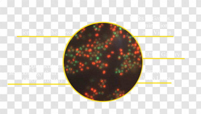 Mannitol Salt Agar Staphylococcus Aureus Epidermidis Plate Halophile - Webpage Transparent PNG