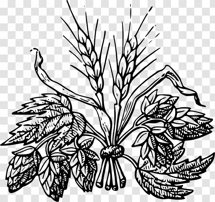 Beer Hops Drawing Barley Clip Art - Leaf Transparent PNG