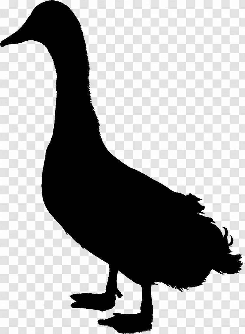 Duck Goose Clip Art Fowl Feather - Beak Transparent PNG