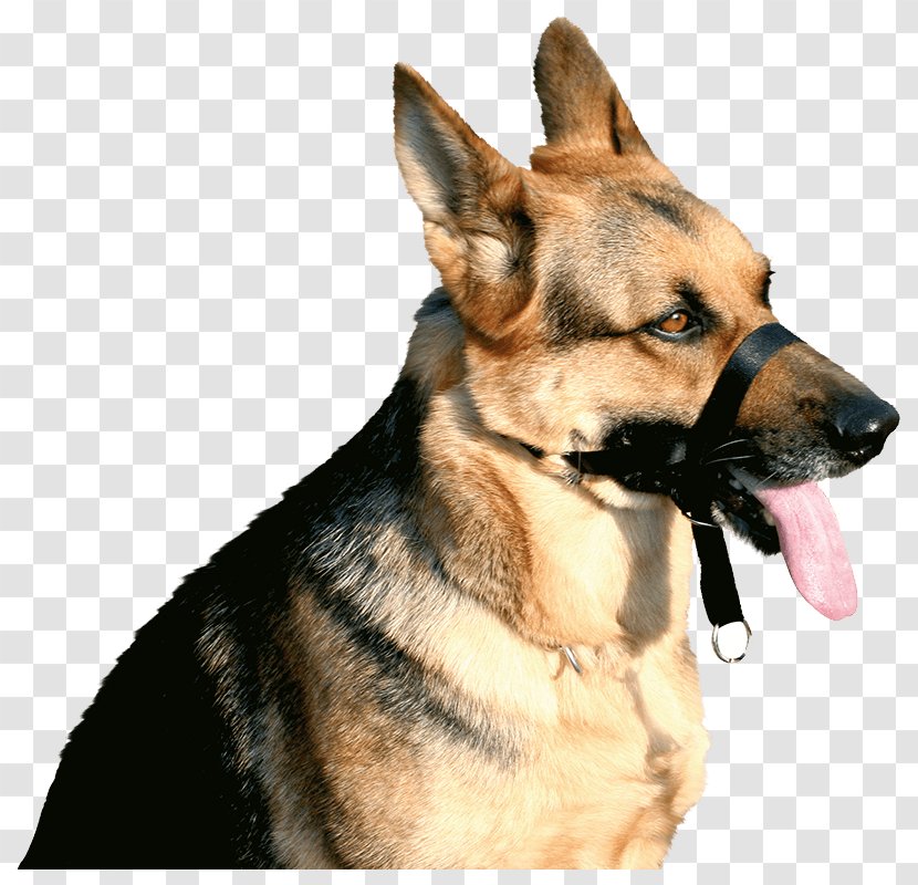 Dog Breed Boxer Rottweiler Muzzle German Shepherd - Pet Transparent PNG