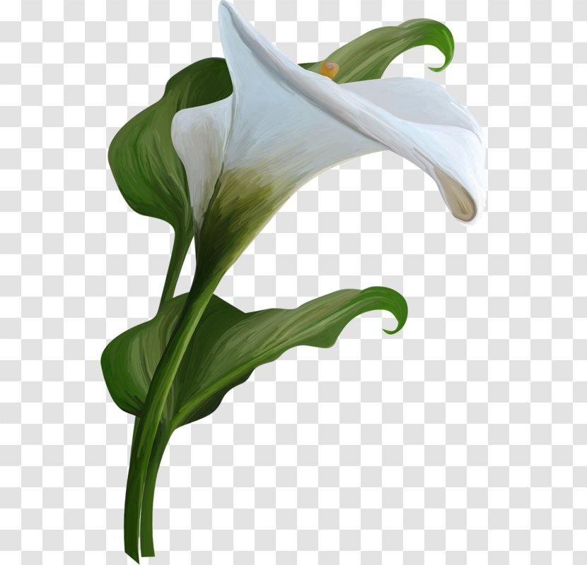 Arum-lily Calla Flower Clip Art - Watercolor Flowers Background Transparent PNG