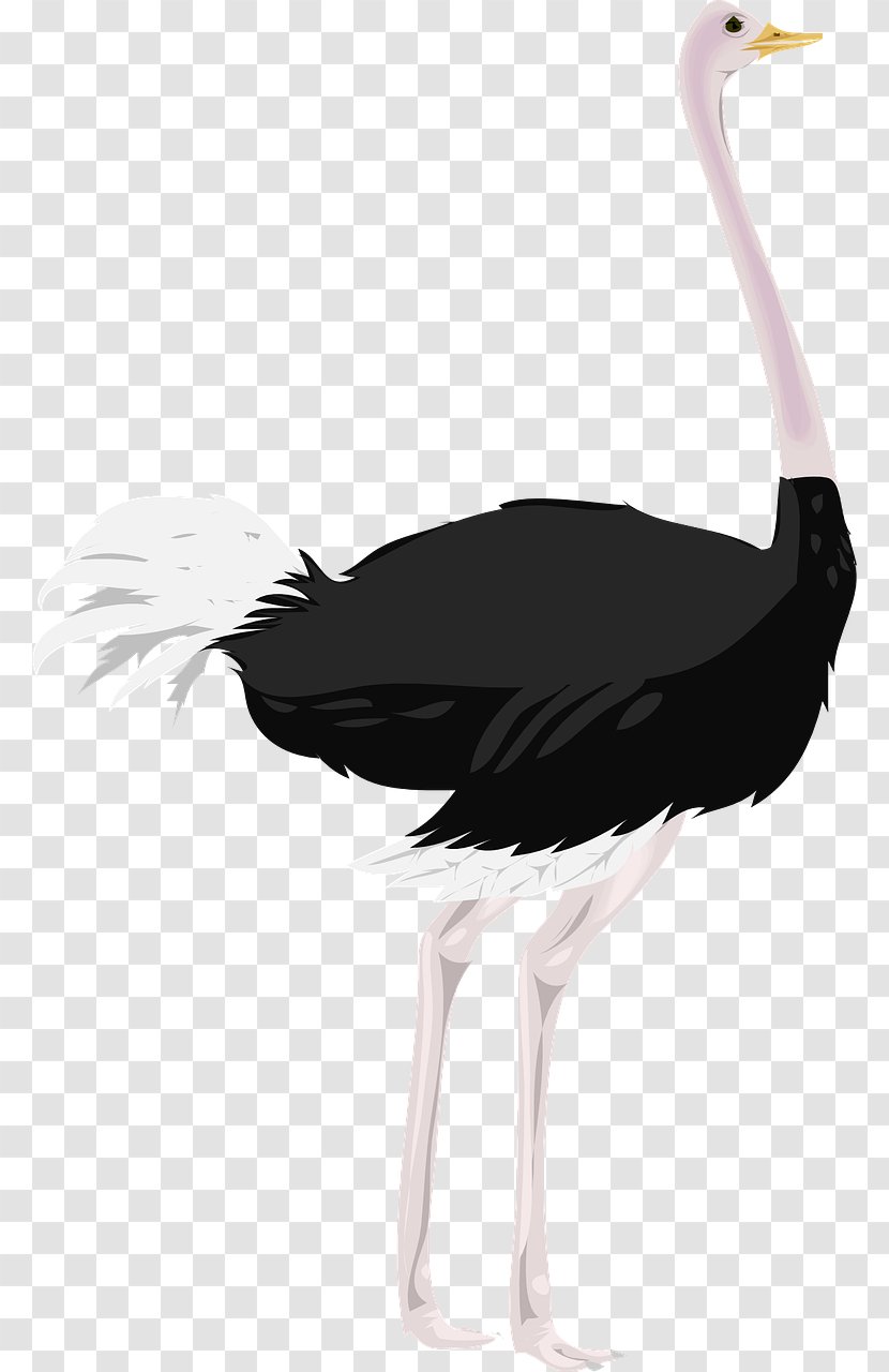 Common Ostrich Clip Art - Image File Formats - Bird Transparent PNG