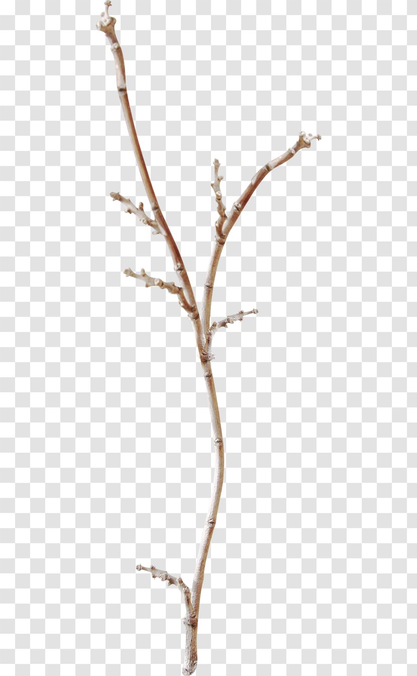 Twig Branch - Winter Branches Stock Image Transparent PNG