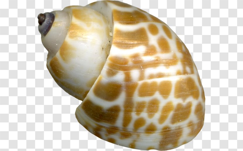 Sea Snail Seashell Orthogastropoda - Conch - Snails Transparent PNG