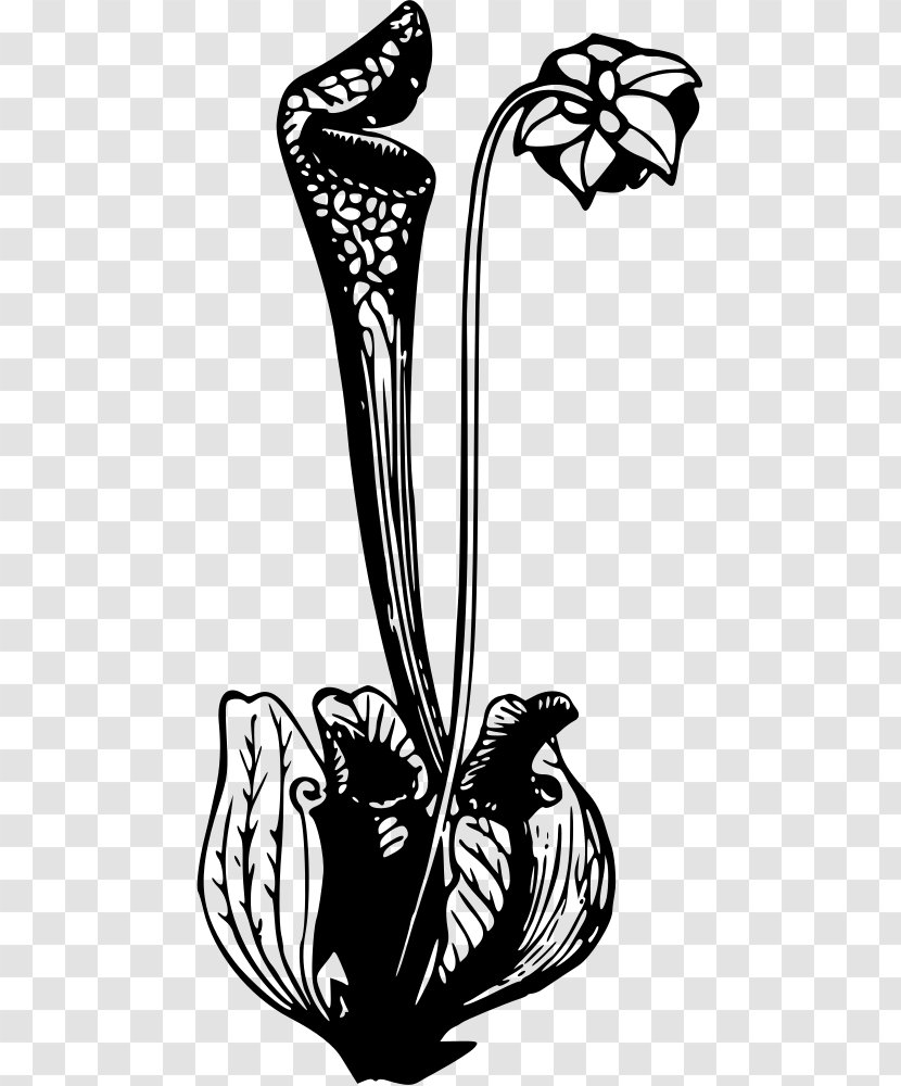 Flower California Pitcher Plant Clip Art - Bromeliads - Carnivorous Transparent PNG