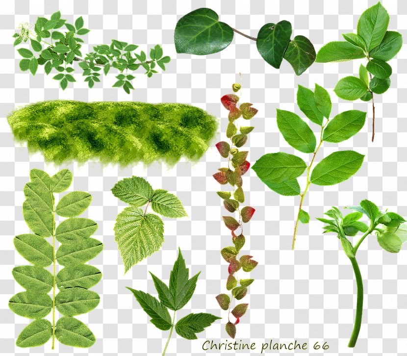 .net .com Leaf Blog Plant Stem - Herb - Verdure Transparent PNG