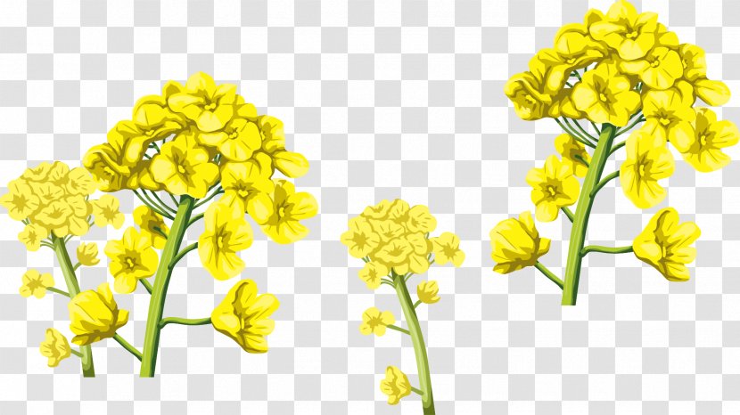 Flowers Background - Petal - Wildflower Plant Stem Transparent PNG