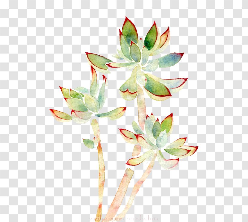 Watercolor Painting Succulent Plant - Petal - Plants Transparent PNG