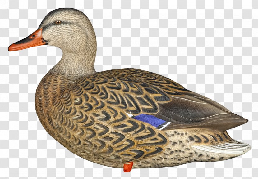 Mallard Goose Duck Decoy Bird - Fowl Transparent PNG