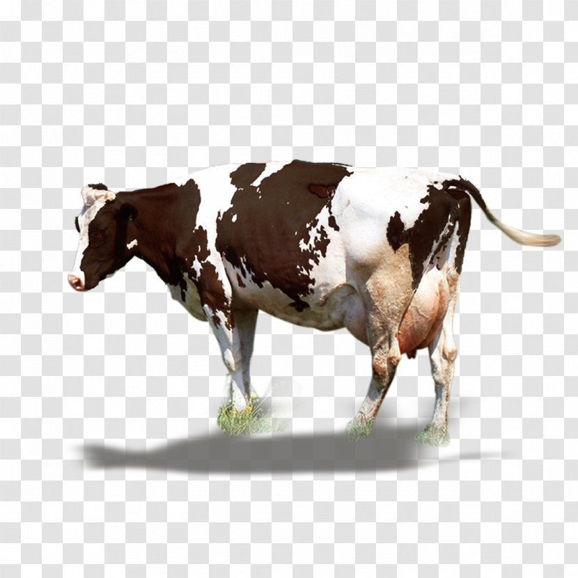 Dairy Cattle Milk Ox - Cow Transparent PNG