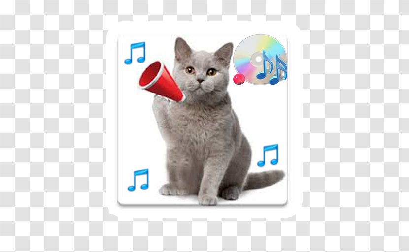 Kitten Russian Blue Cat Sounds British Shorthair - Small To Medium Sized Cats Transparent PNG