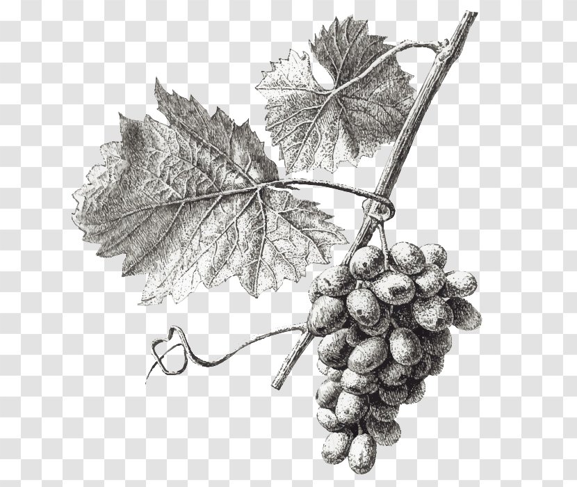 Wine Common Grape Vine Leaves Illustration - Black And White Transparent PNG