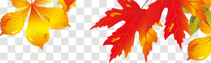 Maple Leaf Autumn - Beautiful Leaves Falling Transparent PNG