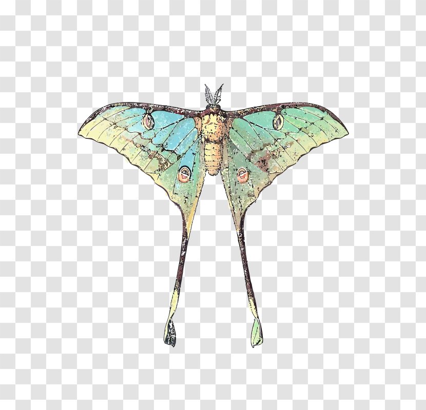 Butterfly Luna Moth Comet Insect - Cecropia Transparent PNG