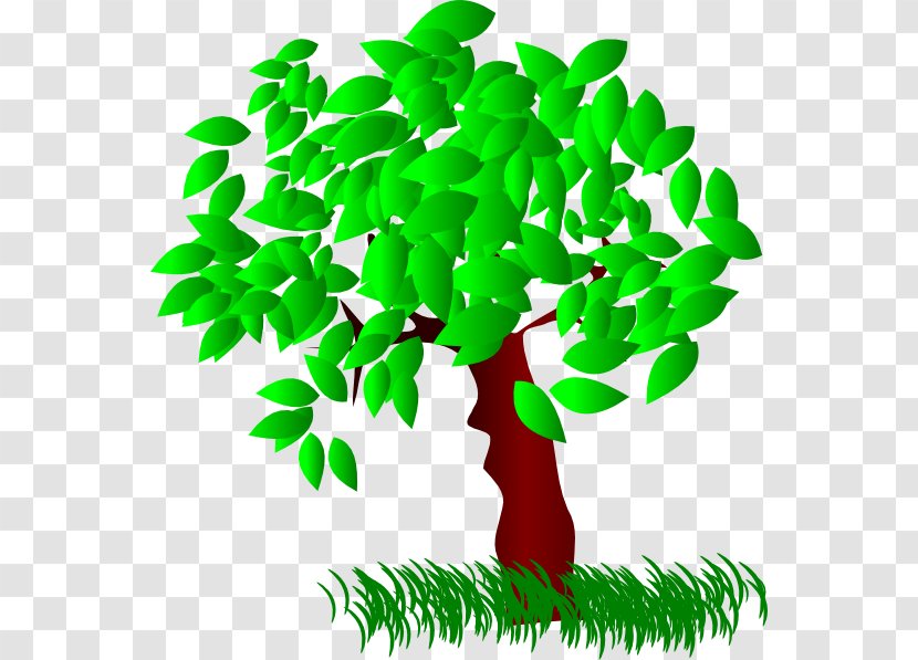 Tree Quercus Bicolor Swamp Spanish Oak Pruning Clip Art - Organism - Summer Cliparts Transparent PNG