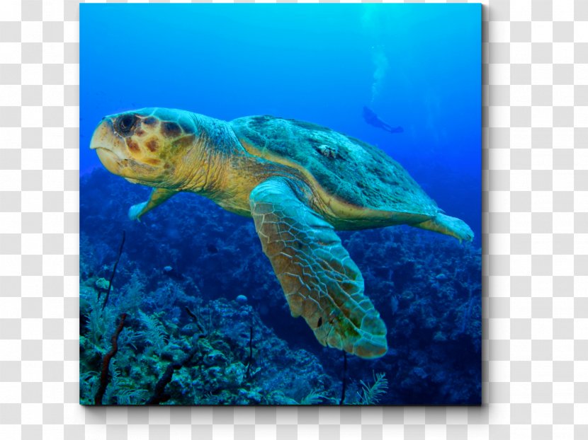 Loggerhead Sea Turtle Tortuguero, Costa Rica Migration - Organism Transparent PNG