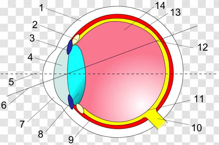 Human Eye Cross Section Retina Anatomy - Area - Cross-eye Transparent PNG