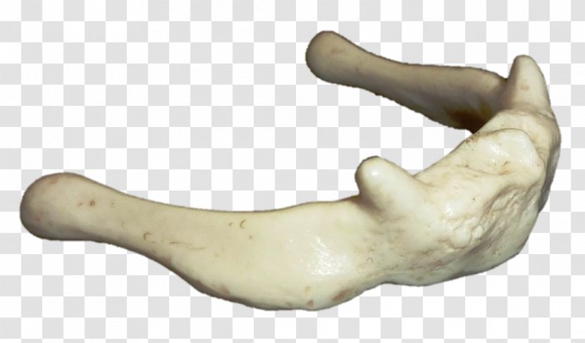 Bone Jaw Figurine Finger H&M - Hand - Flat Irregular Shape Transparent PNG