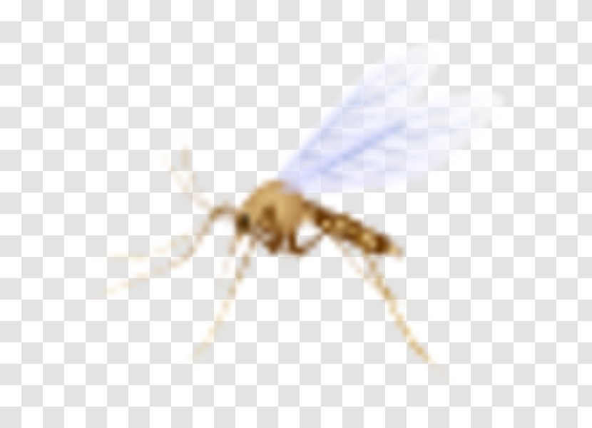 Mosquito Insect Pollinator Membrane - Fly Transparent PNG