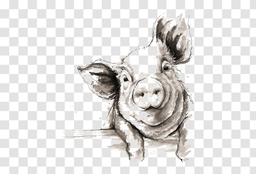 Domestic Pig Drawing Watercolor Painting Illustration - Stock Photography - Sketch Transparent PNG