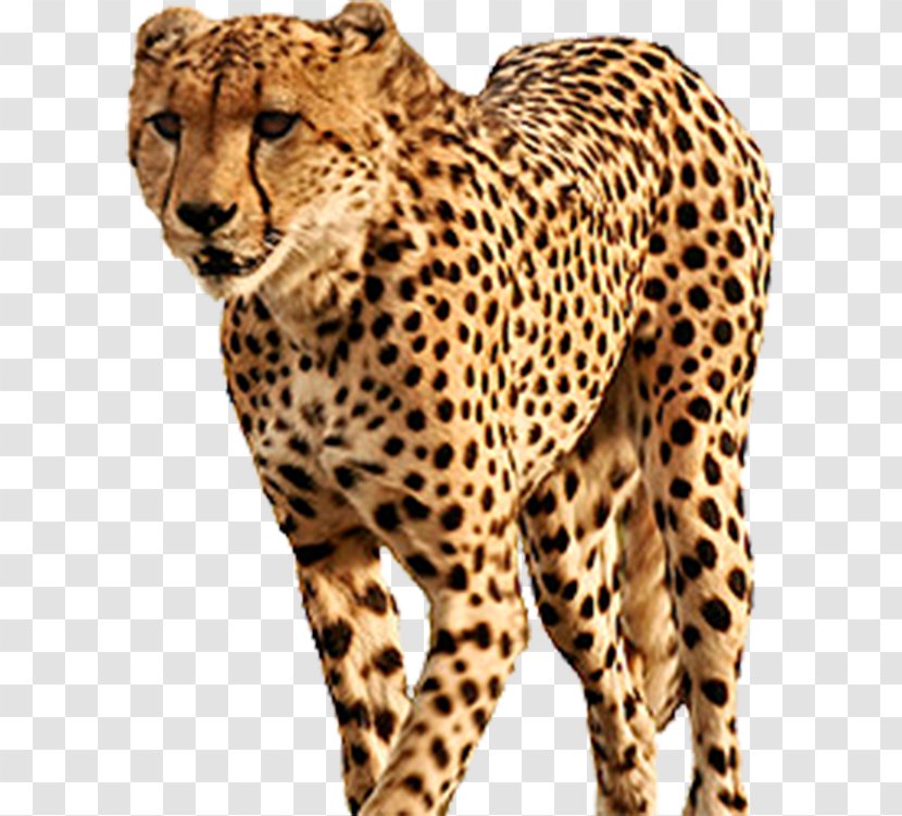 South African Cheetah - Yellow Transparent PNG