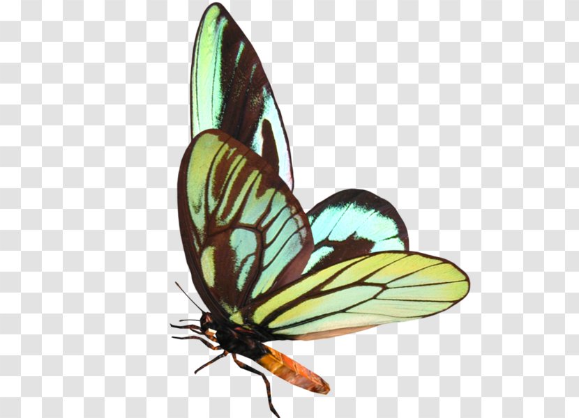Butterfly Digital Image Clip Art - Wing - Papillon Transparent PNG