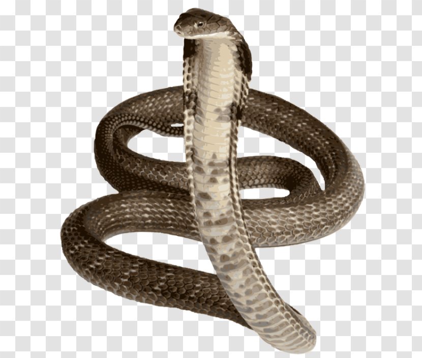 Snake King Cobra Royalty-free Indian - Vertebrate Transparent PNG