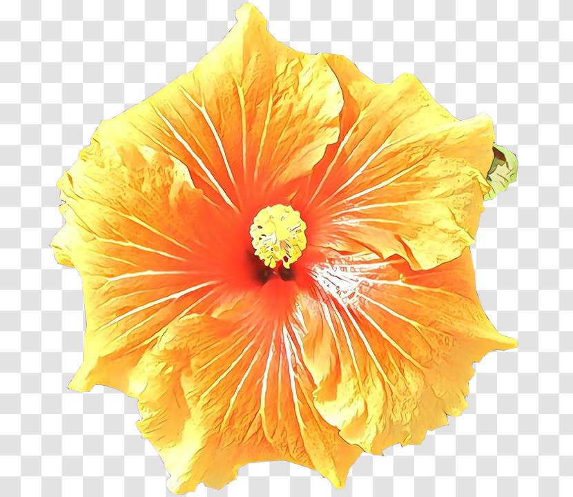 Tropical Flower - Tropics - Perennial Plant Poppy Family Transparent PNG