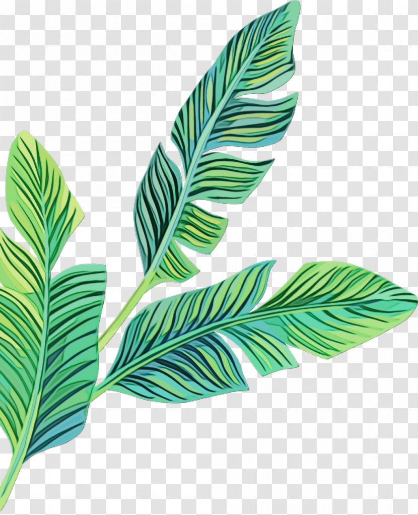 Banana Leaf - Sari - Arecales Plant Stem Transparent PNG