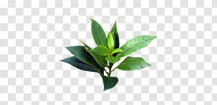 Narrow-leaved Paperbark Tea Tree Oil Cananga Odorata Essential - Flowerpot Transparent PNG