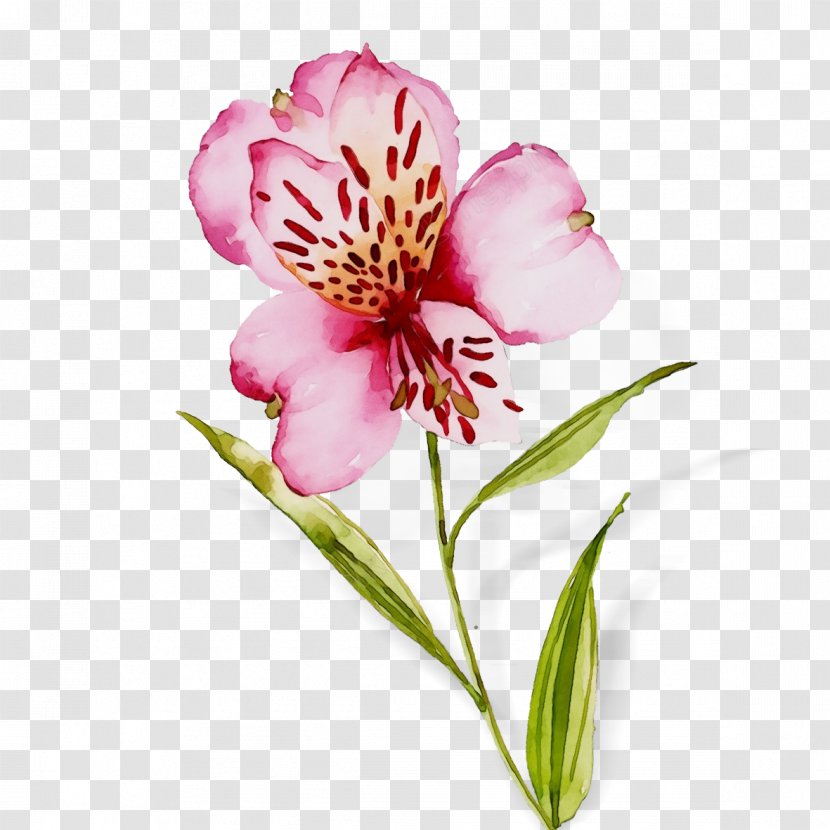 Watercolor Flower Background - Wet Ink - Perennial Plant Pedicel Transparent PNG