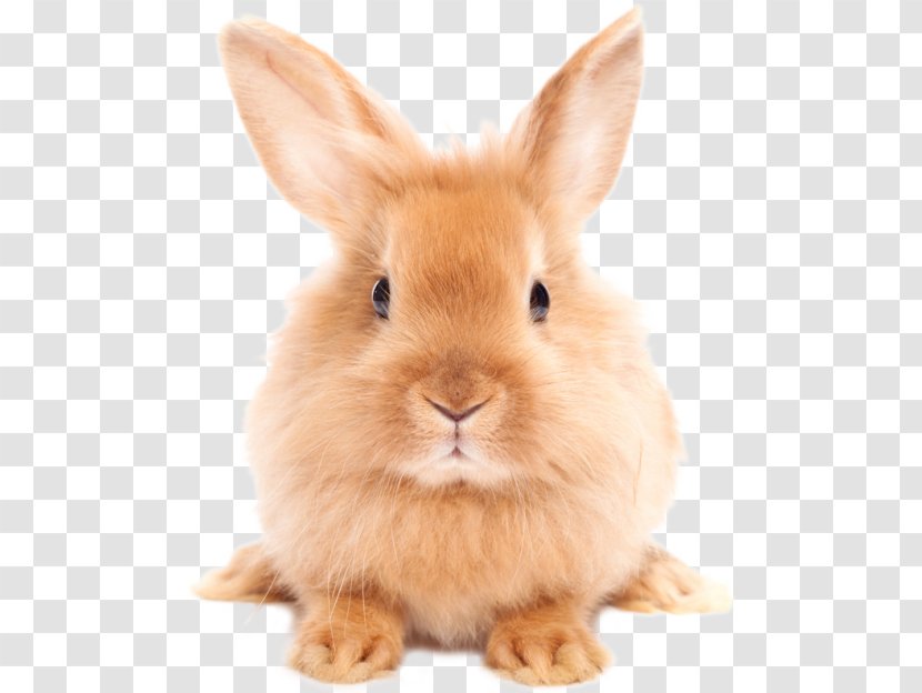 Dog Cat Rabbit Pet Dictionary - Snout - Easter HD Transparent PNG