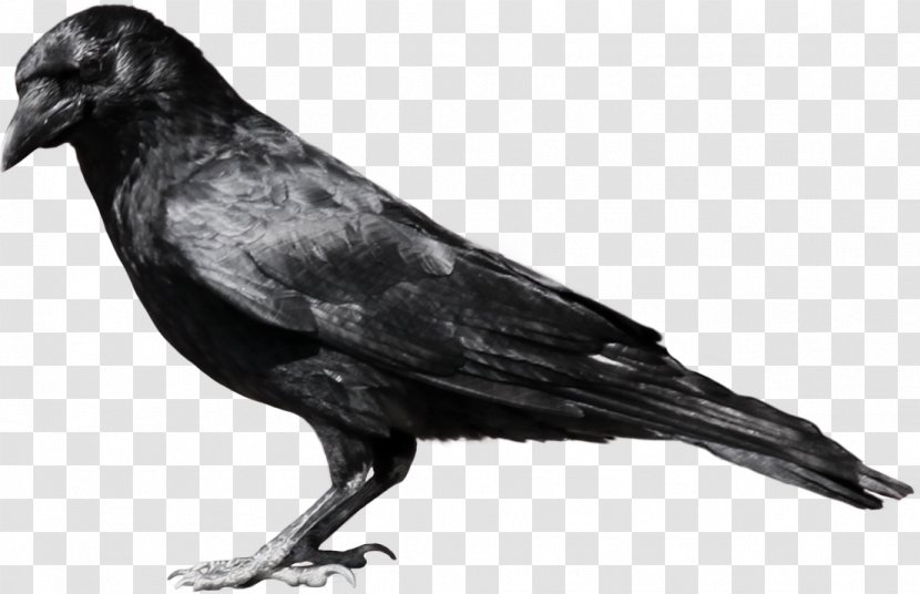 Clip Art American Crow Image - Bird - Six Crows Transparent PNG