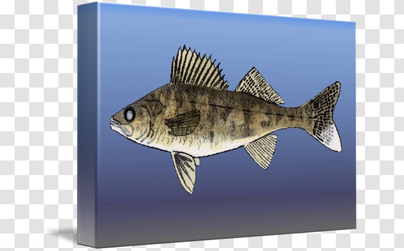 Fauna Fish - Seafood - Patricia Nolanbrown Transparent PNG