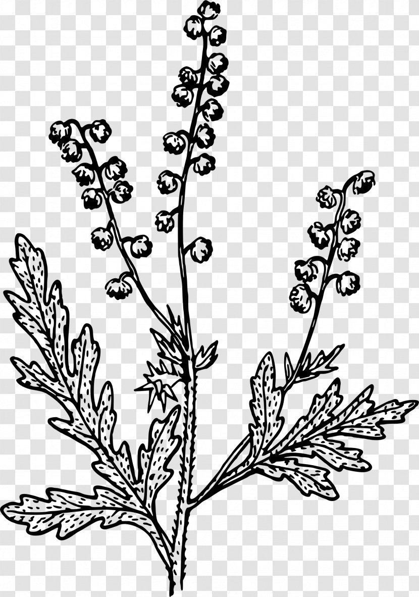 Nordens Flora Clip Art - Ragweed Transparent PNG