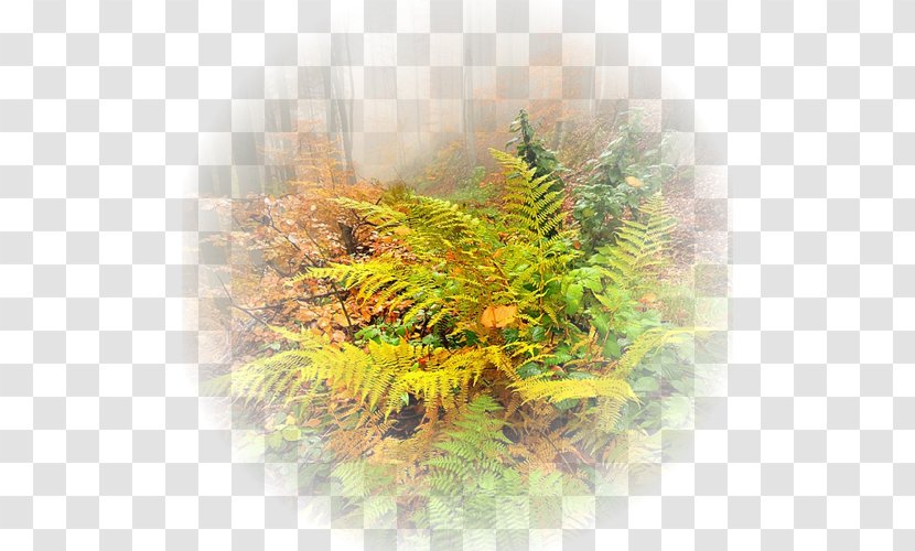 23 November Desktop Wallpaper Autumn - Grass Transparent PNG