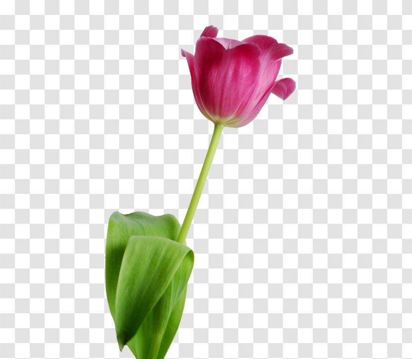 Tulip Flower Petal - Bud Transparent PNG