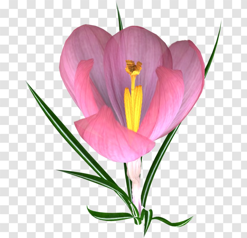 Crocus Vernus Autumn Snow Iris Family Eastern Pasqueflower - Irises - Flower Transparent PNG