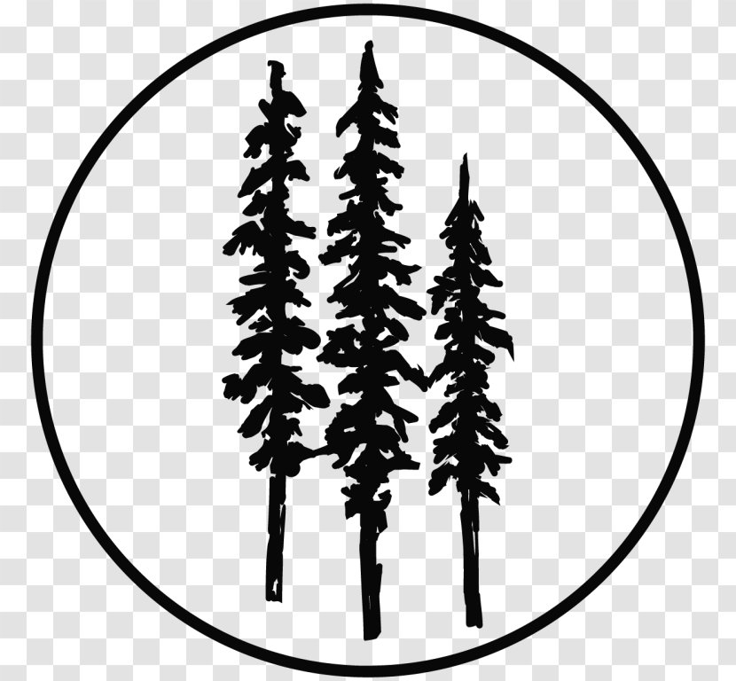 Spruce Redwood National And State Parks Coast Drawing Tree - Pine Family Transparent PNG
