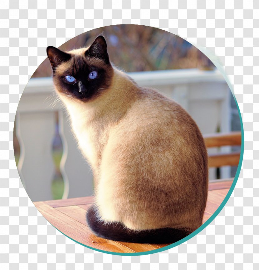Siamese Cat Birman Persian Scottish Fold Sphynx - Veterinarian - Kitten Transparent PNG